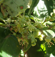 Muehlenbeckia australis