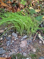 Allium canadense ecristatum