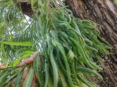 Astianthus viminalis