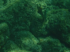 Halichoeres notospilus