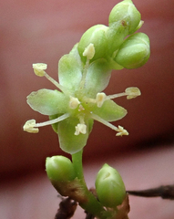 Muehlenbeckia australis