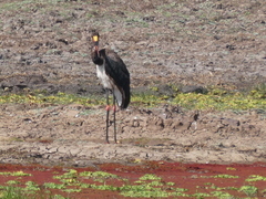 Ephippiorhynchus senegalensis