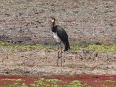 Ephippiorhynchus senegalensis