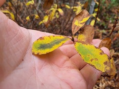 Lonicera villosa