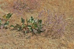 Limonium meyeri