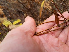 Lonicera villosa