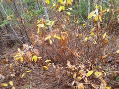 Lonicera villosa
