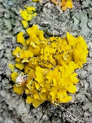 Xanthomendoza fallax