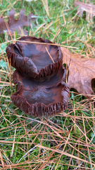 Chroogomphus vinicolor