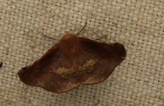 Garaeus