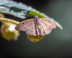 Xispia satyrus