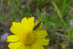 Oedemerinae