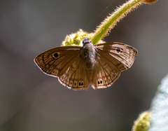Xispia satyrus