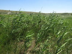Phragmites australis altissimus