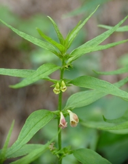Melampyrum sylvaticum