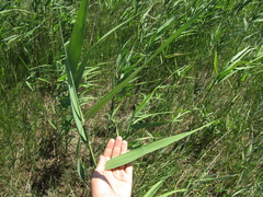 Phragmites australis altissimus