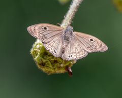 Xispia satyrus