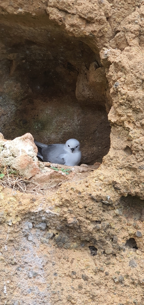 Grey noddy in Norfolk Island, iNaturalist research-grade observation