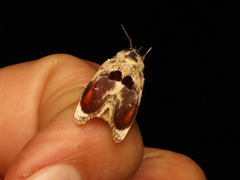 Calymera picta