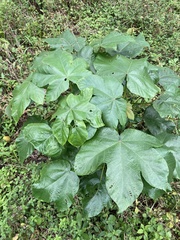 Cecropia peltata