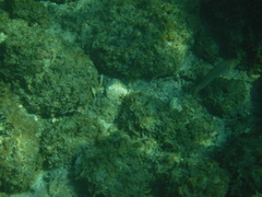 Halichoeres dispilus