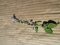 Salvia fruticulosa