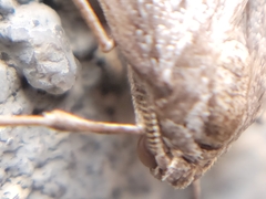 Alsophila pometaria