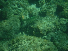 Halichoeres dispilus