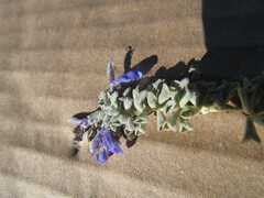 Salvia fruticulosa
