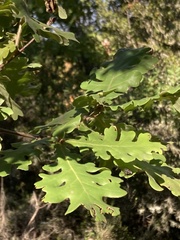 Quercus frainetto