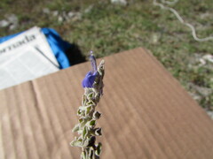 Salvia fruticulosa