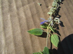 Salvia fruticulosa