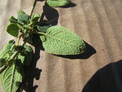 Salvia fruticulosa