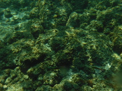 Thalassoma lucasanum