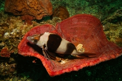 Pseudogoniistius nigripes