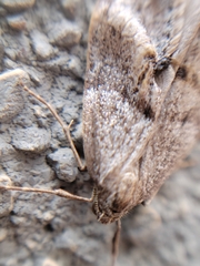 Alsophila pometaria