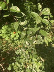 Ligustrum ovalifolium