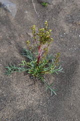 Artemisia borealis