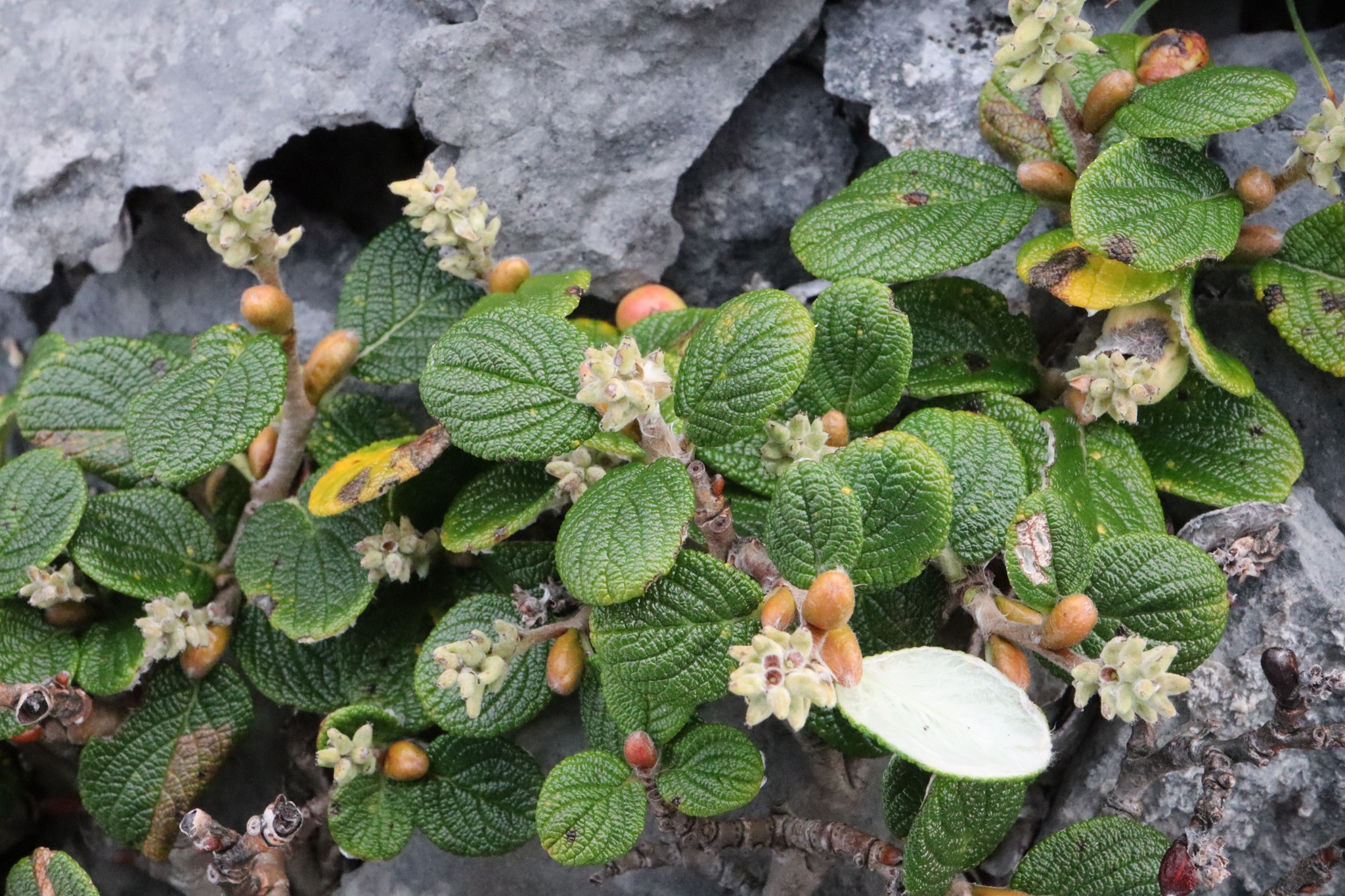 Salix vestita