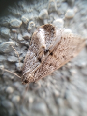 Alsophila pometaria