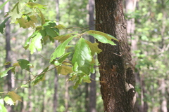 Quercus stellata