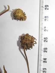 Psephellus marschallianus