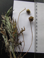 Psephellus marschallianus