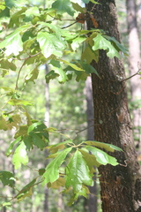 Quercus stellata