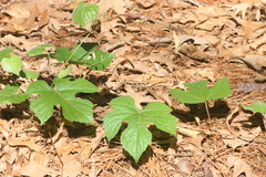 Vitis aestivalis