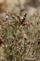 Limonium minutum