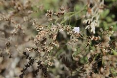 Limonium minutum