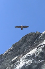 Gypaetus barbatus barbatus