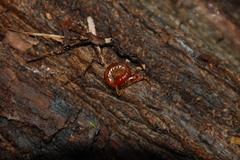 Scolopocryptops spinicaudus