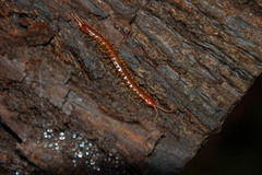 Scolopocryptops spinicaudus